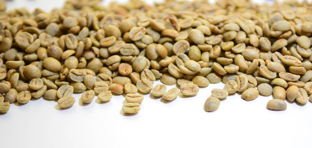 Sementes de café apresentam cor verde após o processo de beneficiamento