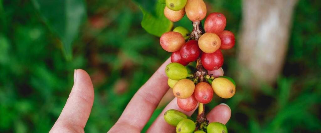 Conheça as principais cultivares de café arábica